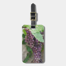 Purple Grapes on the Vine