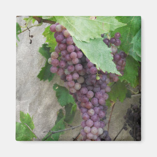 Purple Grapes on the Vine Magnet