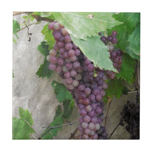 Purple Grapes on the Vine Tile