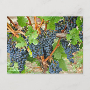 Purple grapes postcard