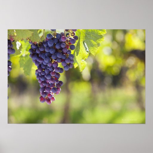 Purple grapevine print