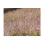 Purple Grass and Wildflowers Postcard