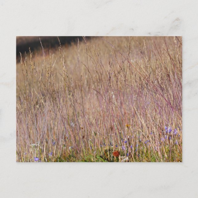 Purple Grass and Wildflowers Postcard (Front)