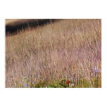 Purple Grass and Wildflowers Poster