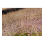 Purple Grass and Wildflowers Poster