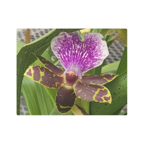 Purple green orchid original photo metal print