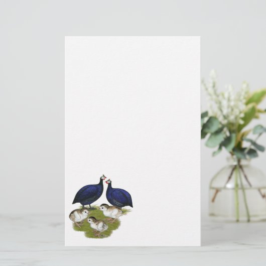 Purple Guinea Family (Standing Front)