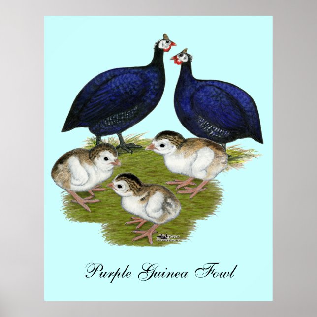Purple Guinea Family Poster (Front)
