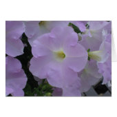 Purple Haze (Front Horizontal)