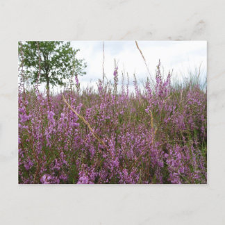 Purple Heath Flowers Landscape DIY Postcard