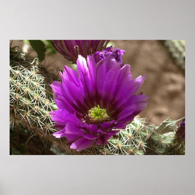 Purple Hedgehog Poster (Front)