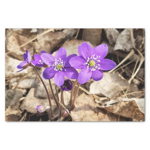 Purple Hepatica Flowers Tissue Paper