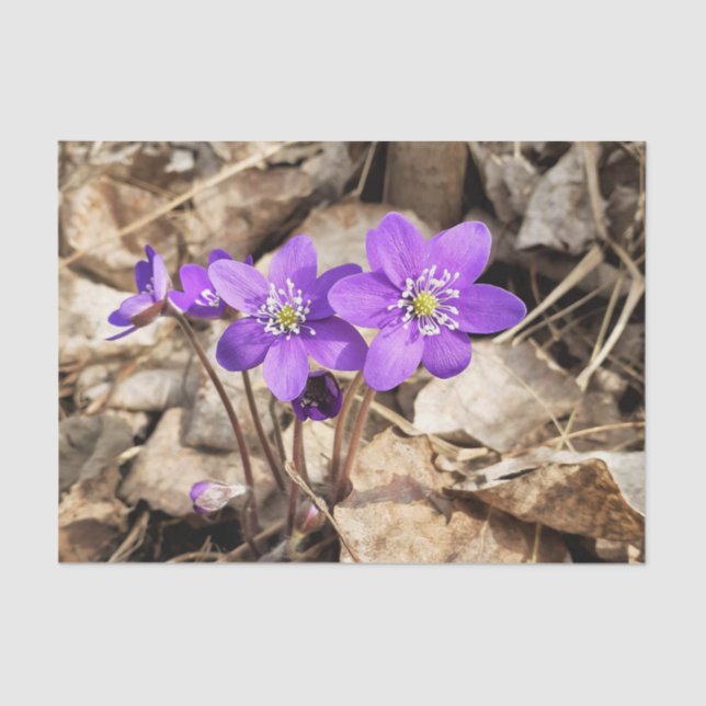 Purple Hepatica Flowers Tissue Paper (Front)