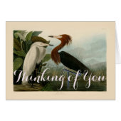 Purple Heron Audubon Bird Wildlife Painting (Front Horizontal)