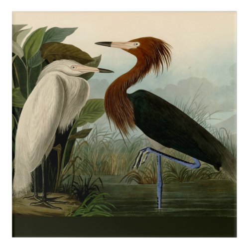 Purple Heron Audubon Bird Wildlife Painting Acrylic Print