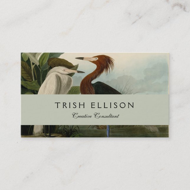 Purple Heron Audubon Bird Wildlife Painting Business Card (Front)