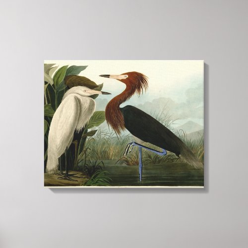 Purple Heron Audubon Bird Wildlife Painting Canvas Print