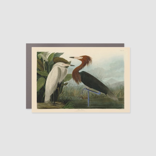 Purple Heron Audubon Bird Wildlife Painting Car Magnet (Front)