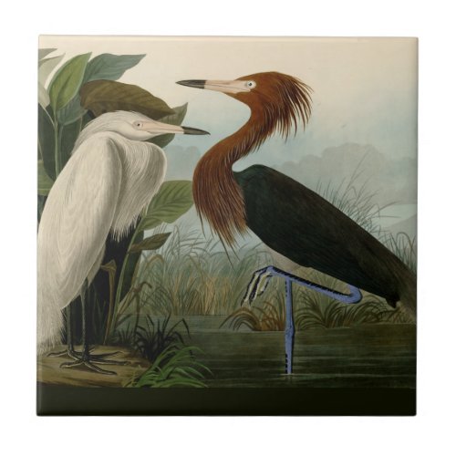 Purple Heron Audubon Bird Wildlife Painting Ceramic Tile