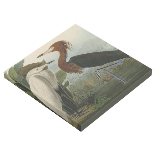 Purple Heron Audubon Bird Wildlife Painting Gallery Wrap