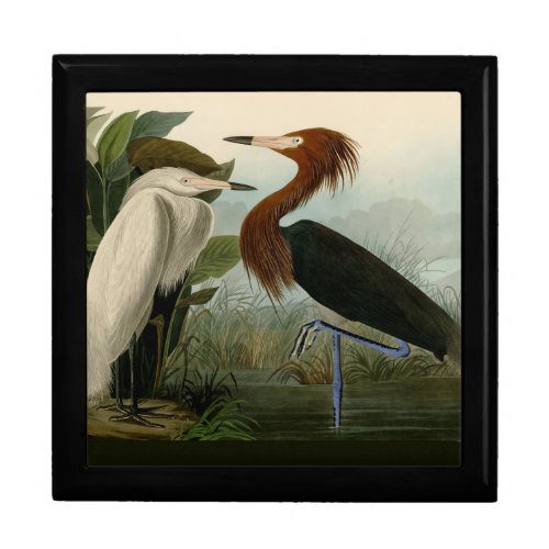 Purple Heron Audubon Bird Wildlife Painting Gift Box