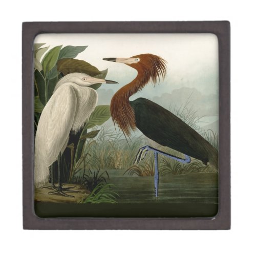 Purple Heron Audubon Bird Wildlife Painting Gift Box