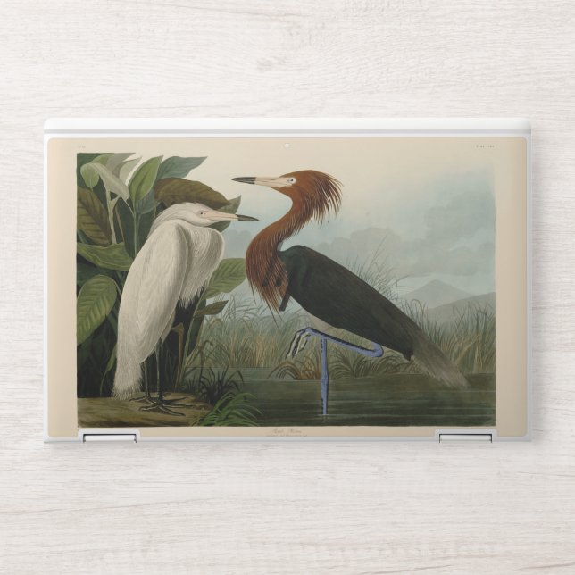Purple Heron Audubon Bird Wildlife Painting HP Laptop Skin (Front)