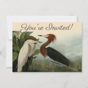 Purple Heron Audubon Bird Wildlife Painting Invitation