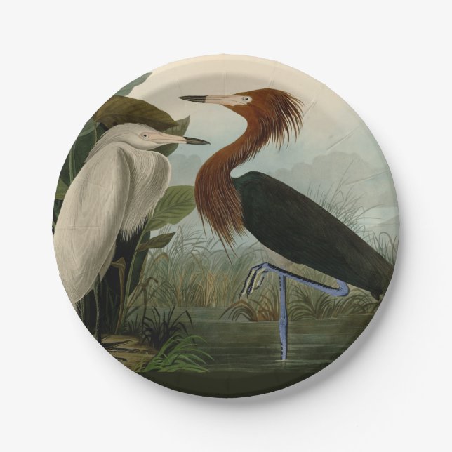 Purple Heron Audubon Bird Wildlife Painting Paper Plates (Front)