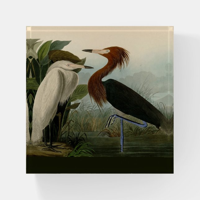 Purple Heron Audubon Bird Wildlife Painting Paperweight (Front)
