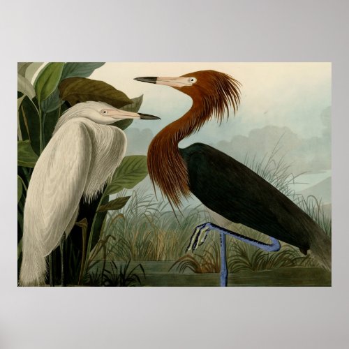 Purple Heron Audubon Bird Wildlife Painting Poster