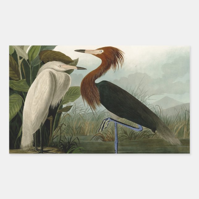 Purple Heron Audubon Bird Wildlife Painting Rectangular Sticker (Front)