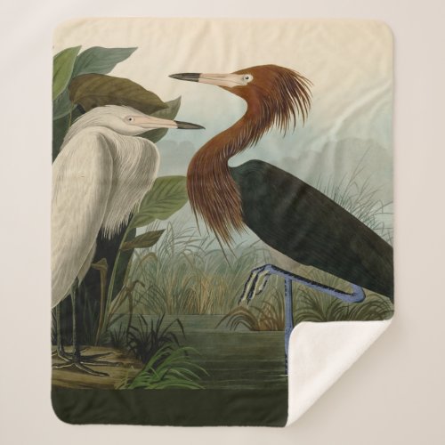 Purple Heron Audubon Bird Wildlife Painting Sherpa Blanket