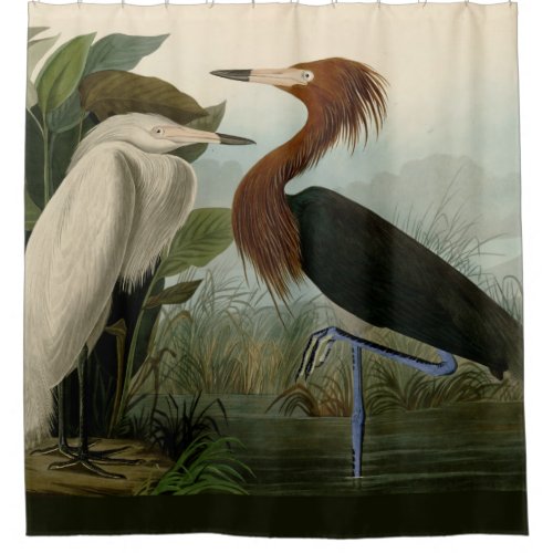 Purple Heron Audubon Bird Wildlife Painting Shower Curtain