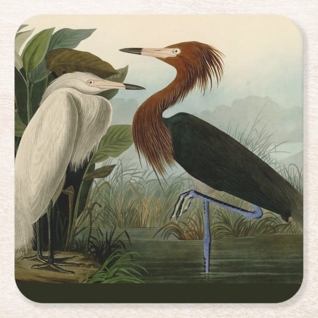Purple Heron Audubon Bird Wildlife Painting Square Paper Coaster (Front)