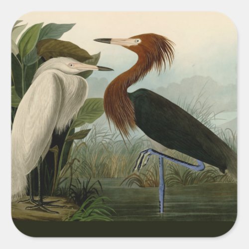 Purple Heron Audubon Bird Wildlife Painting Square Sticker