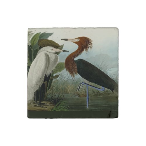 Purple Heron Audubon Bird Wildlife Painting Stone Magnet