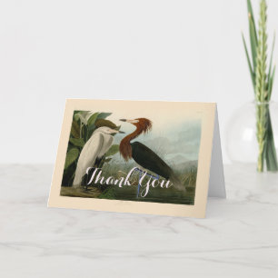 Purple Heron Audubon Bird Wildlife Painting Thank You Card