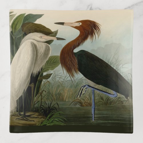 Purple Heron Audubon Bird Wildlife Painting Trinket Tray