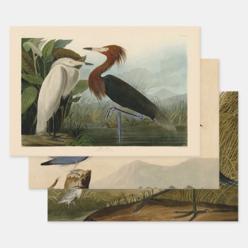 Purple Heron Audubon Bird Wildlife Painting Wrapping Paper Sheets