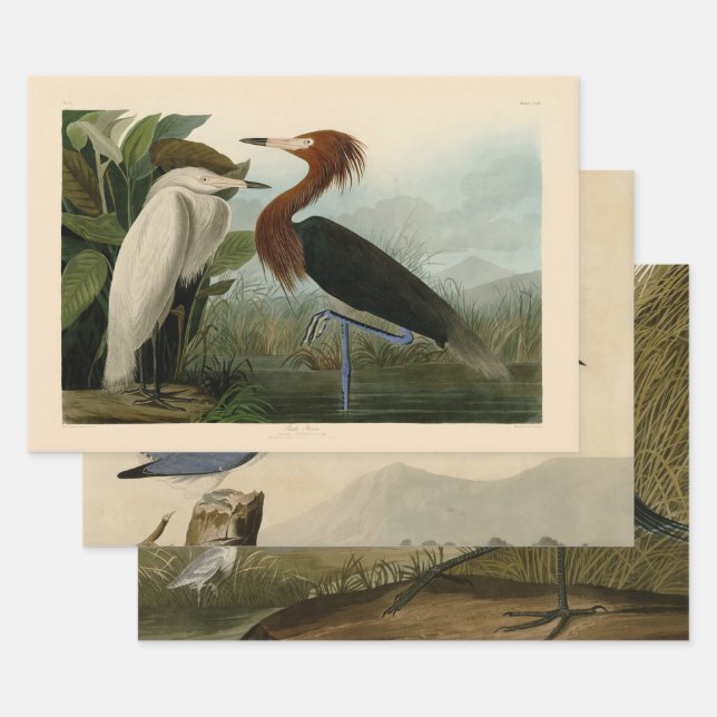 Purple Heron Audubon Bird Wildlife Painting Wrapping Paper Sheets (Set)