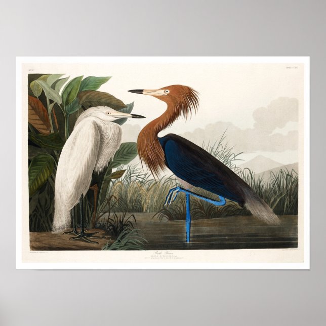 Purple Heron by Audubon Poster (Front)