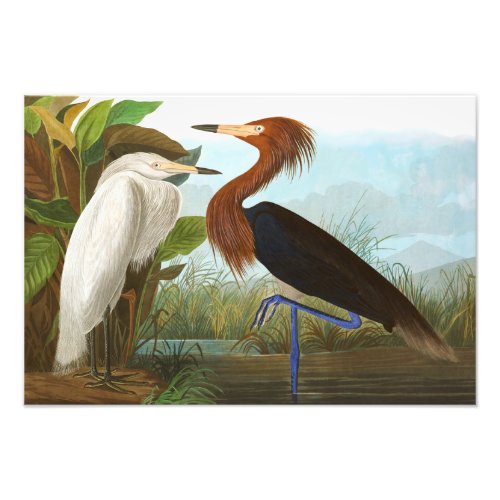 Purple Heron by John James Audubon Photo Print