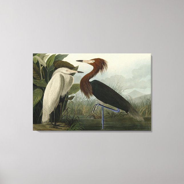 Purple Heron - from Audubon's Birds of America Canvas Print (Front)