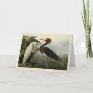 Purple Heron - from Audubon's Birds of America Card