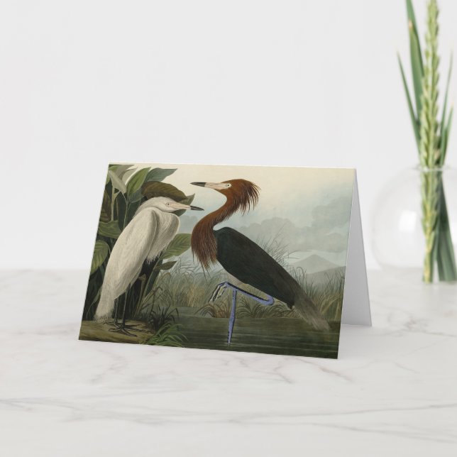 Purple Heron - from Audubon's Birds of America Card (Front)