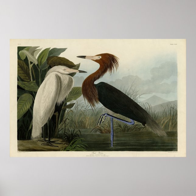 Purple Heron - from Audubon's Birds of America Poster (Front)
