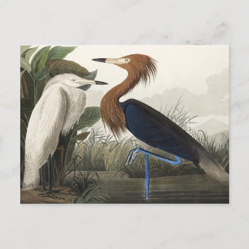 Purple Heron from Birds of America Postcard