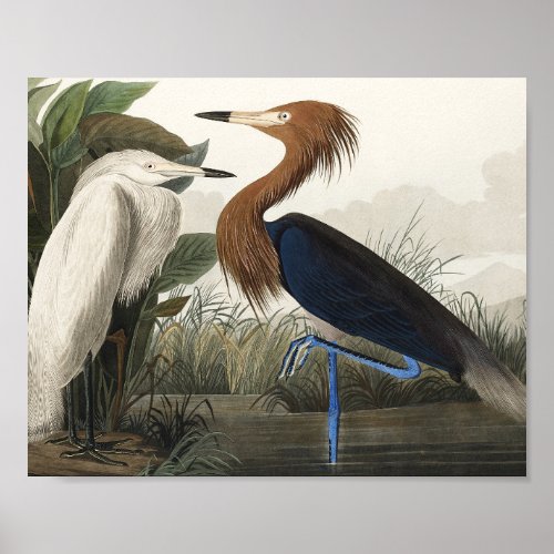 Purple Heron from Birds of America Poster