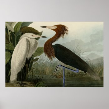 Purple Heron Poster by birdpictures at Zazzle